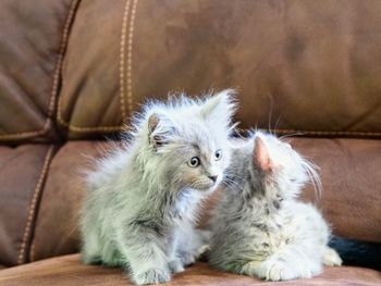 Close-up of kitten relaxing on sofa at home