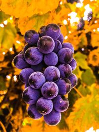 Close-up of grapes growing on plant