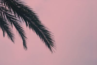 Low angle view of palm tree against clear sky