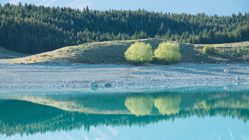 Scenic view of lake in forest