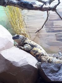 View of lizard on rock at zoo