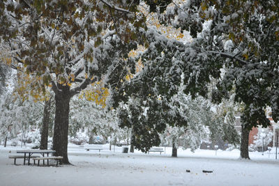 Trees on snow covered landscape