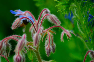 Close-up of pink blue and purple flowering plant