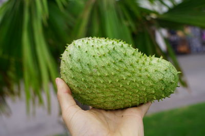 Close-up of hand holding fruit