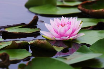 Close-up of lotus water lily in lake