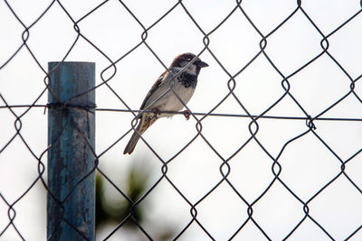 Close-up of sparrow perching on chainlink fence