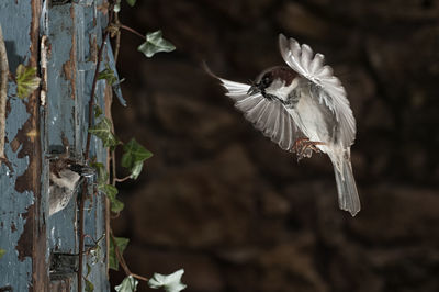 Close-up of bird flying