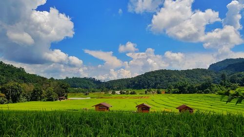 Scenic view of agricultural field against sky