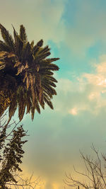 Low angle view of palm tree against sky