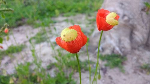 Close-up of red poppy flower