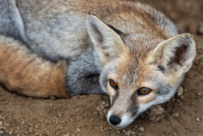 Close-up portrait of a dog