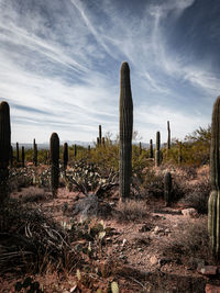 Trees on field against sky