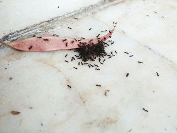 High angle view of ant on white surface