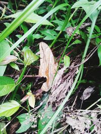 Close-up of plants