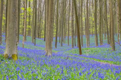 Tree trunks amidst bluebell flowers on field at forest