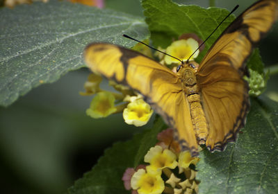 Close-up of butterfly on yellow flower