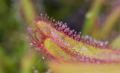 Close-up of water drops on flower