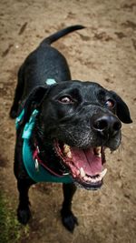 High angle view of black dog on field