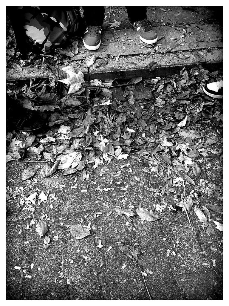 transfer print, auto post production filter, high angle view, outdoors, day, stone - object, leaf, ground, textured, nature, dirt, messy, dirty, no people, rock - object, stone, sunlight, fallen, dry, street