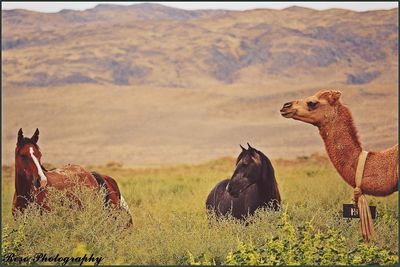 View of two horses on field