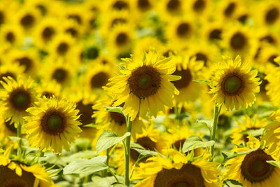 Close-up of yellow flowering plant on field