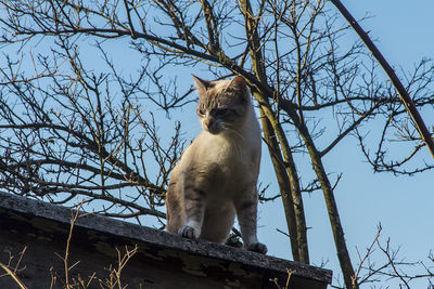Low angle view of a cat on bare tree
