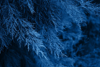 Full frame shot of frozen plants