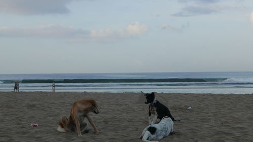 Dogs on beach against sky