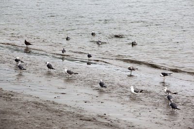 High angle view of seagulls perching on shore at beach