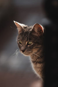 Close-up of a cat looking away