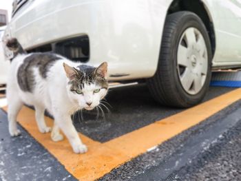 Portrait of cat walking in parking lot