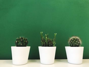 Potted plants on table against green wall