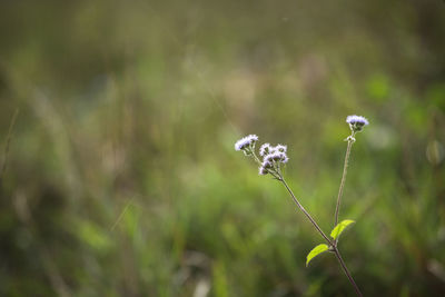 Close-up of white flowering plant