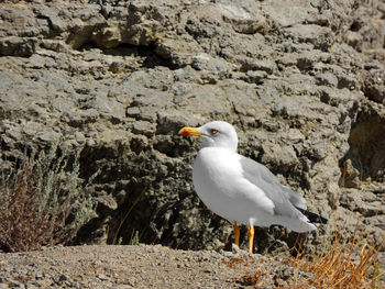 Seagull perching on rock