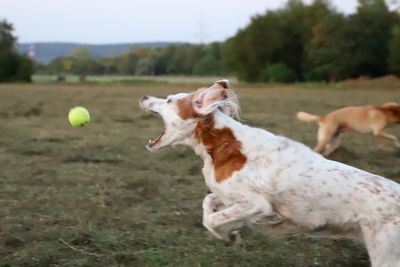 Side view of dog catching ball while running on grassy field against sky