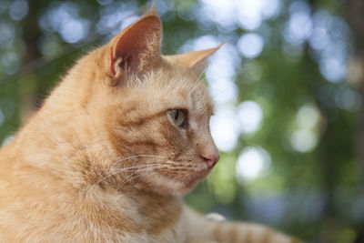 Yellow tabby cat outdoors