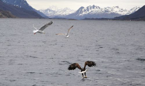 Seagulls flying over sea