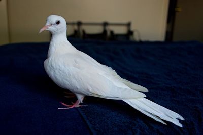 Close-up of seagull perching on table