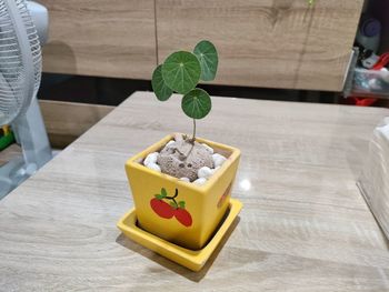 High angle view of potted plant on table