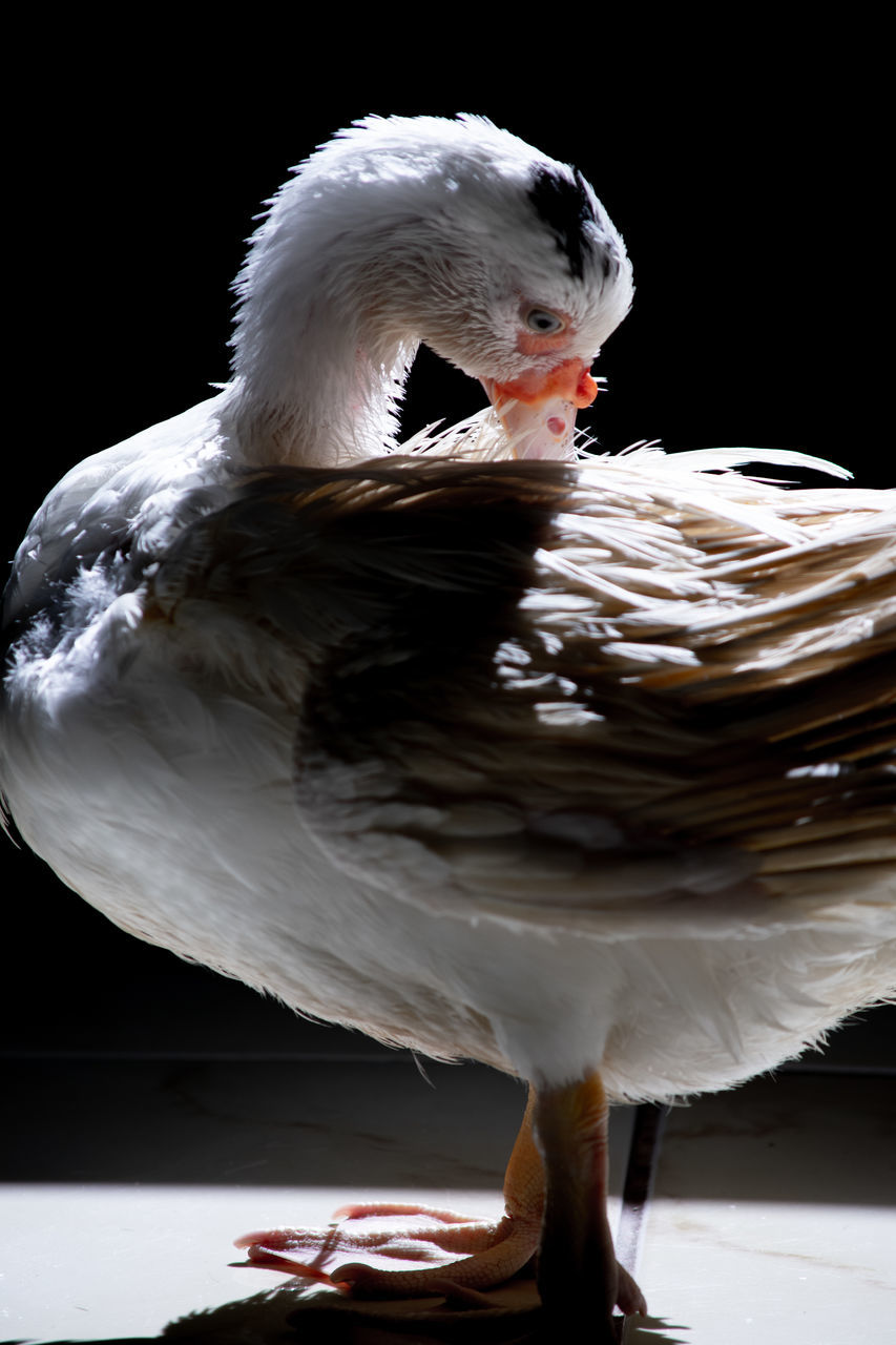 CLOSE-UP OF SWAN IN LAKE