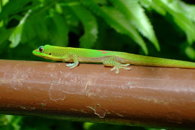 Close-up of lizard on green leaf