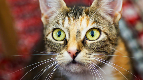 Close-up portrait of a cat