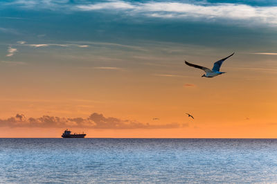 Bird flying over sea against sky during sunset