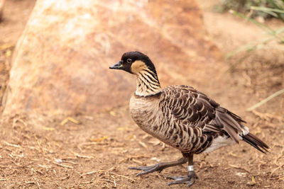 Close-up of bird