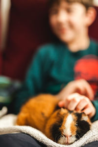 Midsection of boy with guinea pig