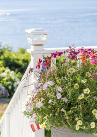 Close-up of flowers blooming on retaining wall by sea against sky