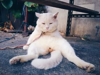 Cat relaxing outdoors