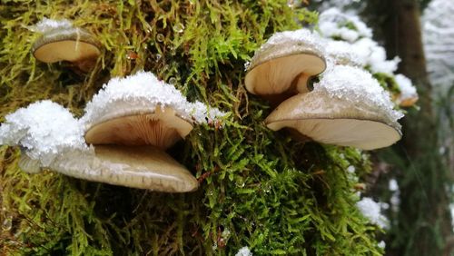 Close-up of mushrooms growing on field during winter