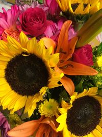 Close-up of sunflowers blooming outdoors