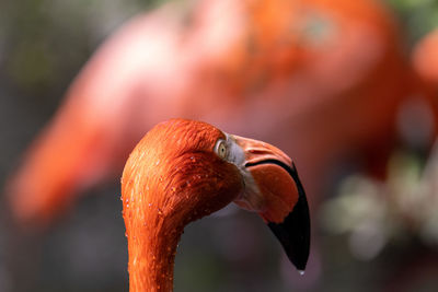 Close-up of flamingo